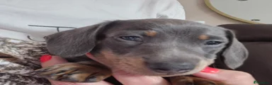 Dachshund 1