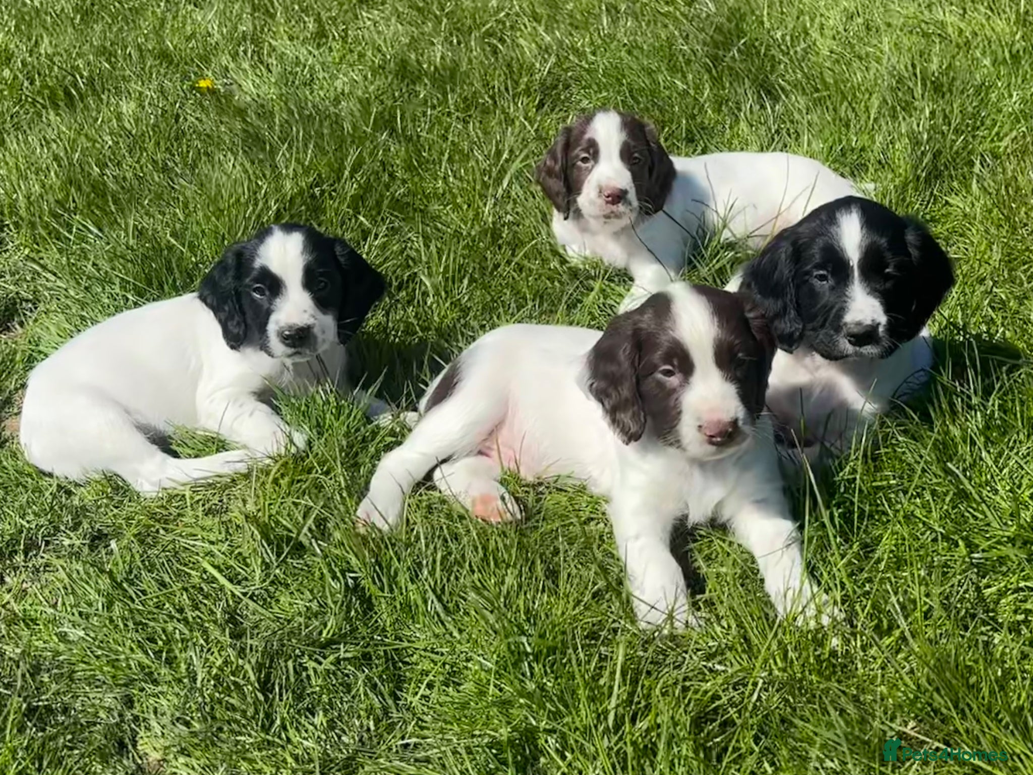 English Springer Spaniel dogs for sale: Gorgeous KC Springer Spaniels with excellent lines - Advert 2