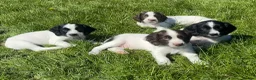 English Springer Spaniel dogs for sale: Gorgeous KC Springer Spaniels with excellent lines - Advert 2