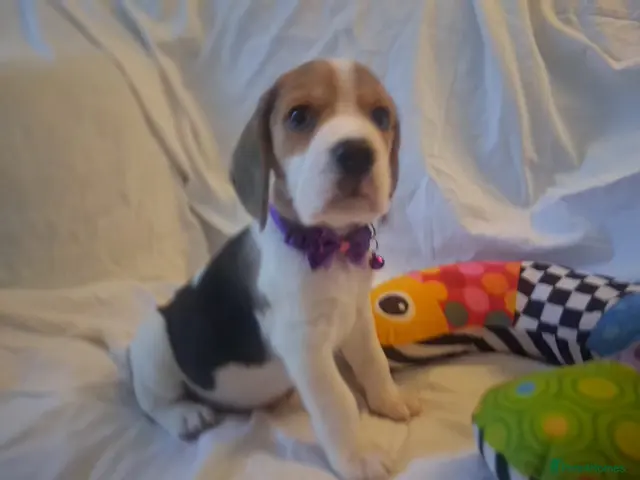Beagle dogs for sale: KC Reg Pure Bred Champion Beagles - Advert 1