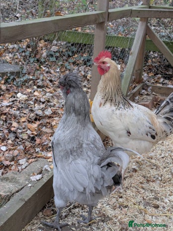 Chickens poultry - Advert 9