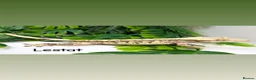 Gecko reptiles for sale: Crested gecko collection  - Advert 11