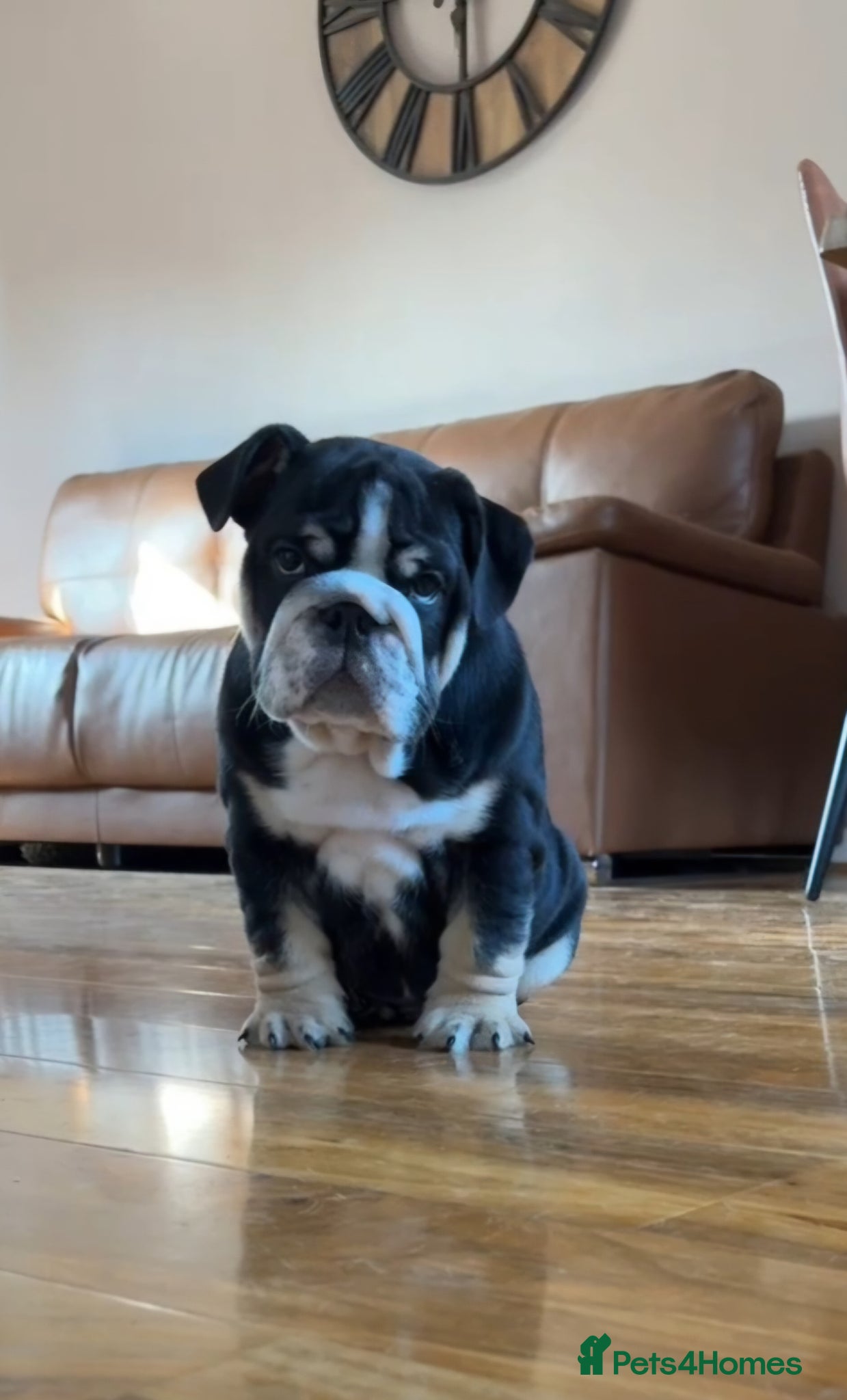 English Bulldog dogs Black tri english bulldog  - Advert 5