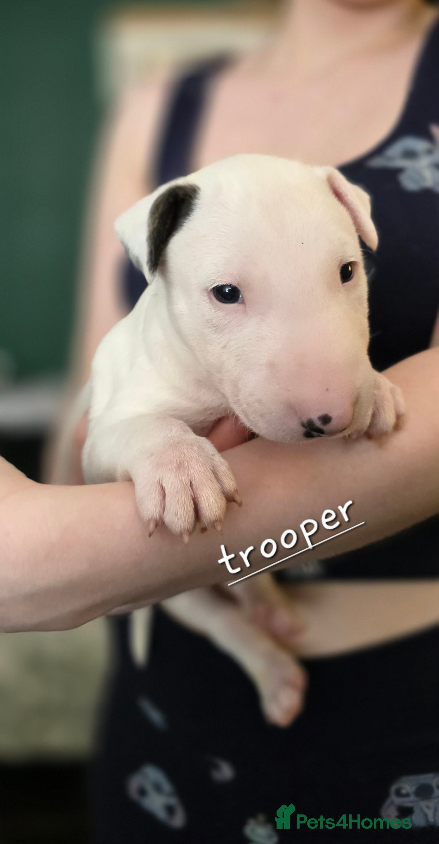 English Bull Terrier dogs for sale: KC English bullterrier puppies available  - Advert 4
