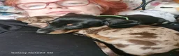 Dachshund dogs for sale: Minature daschund beautiful puppies - Advert 24