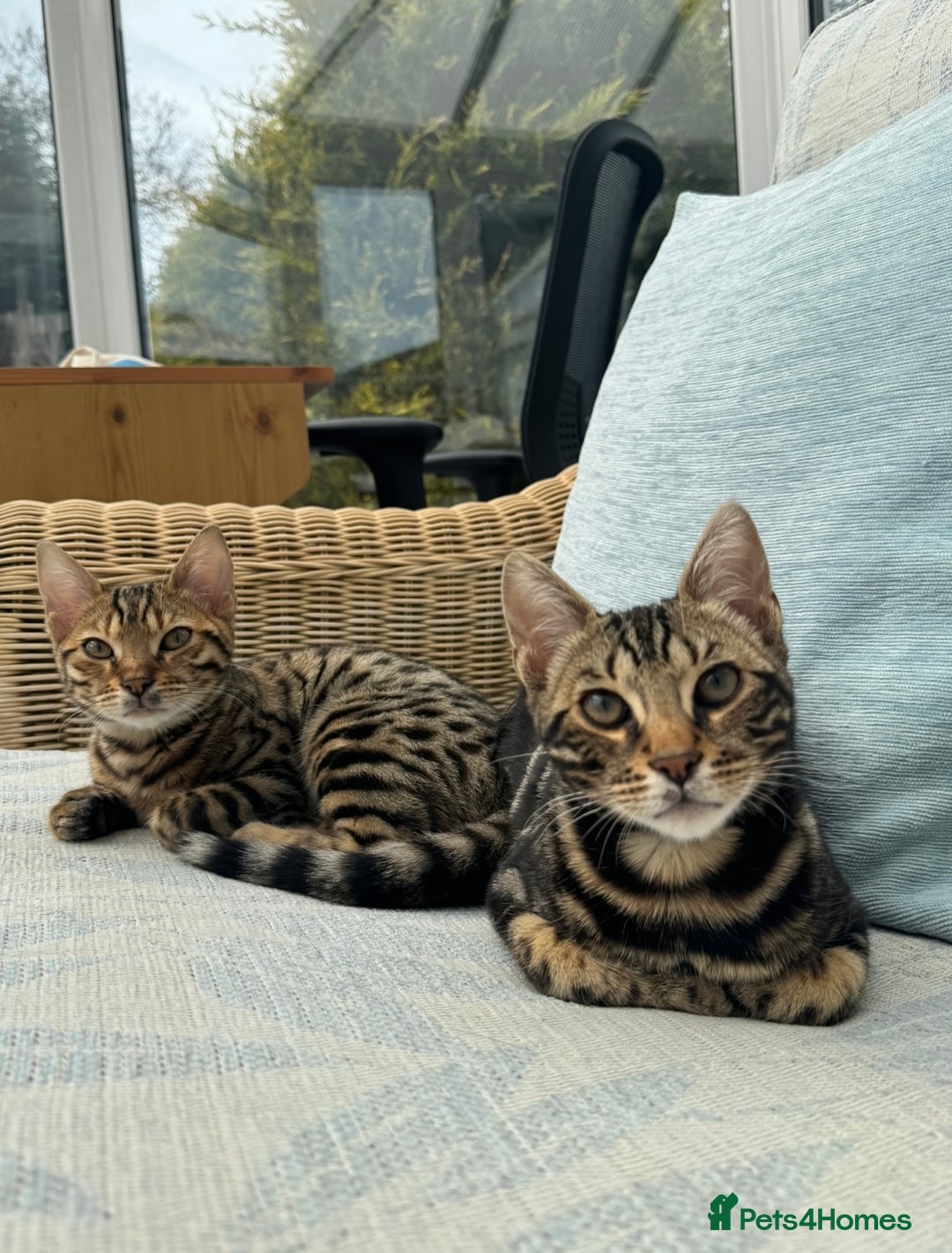Bengal cats for sale: Bengal Sibling Cats for Rehoming - Advert 3