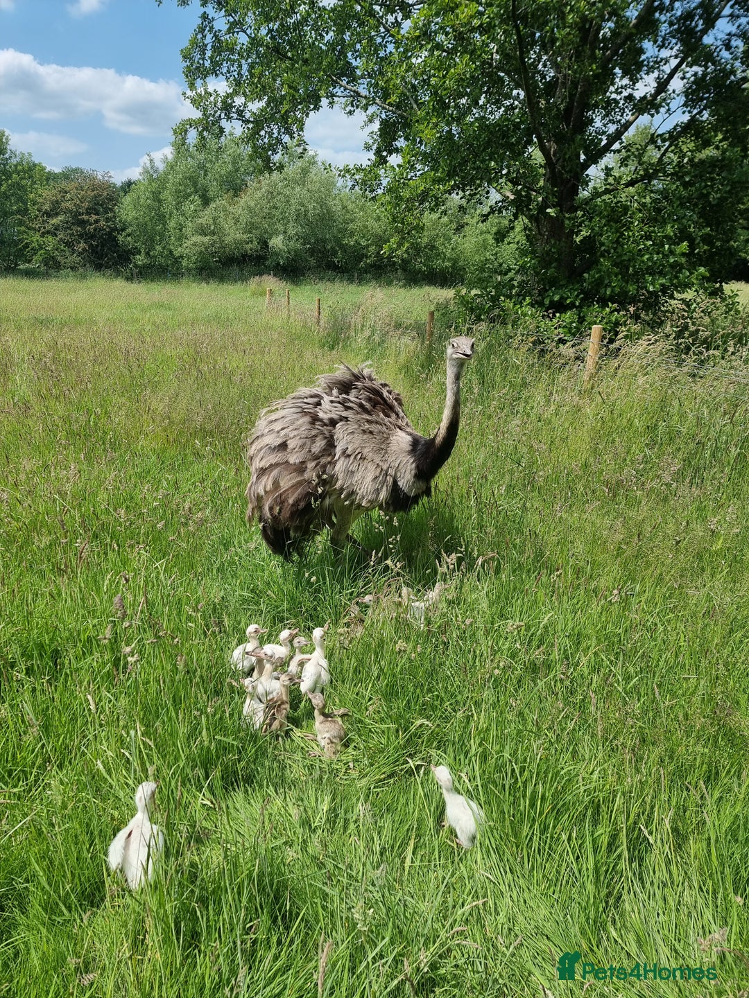 Mixed Breed livestock for sale: Rhea chicks poultry ratite  in Belper - Image 1