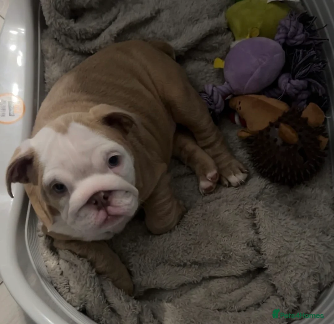 English Bulldog dogs for sale: Beautiful British Bulldog Girl  - Advert 5