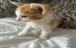 Mixed Breed cats for sale: Persian mix ragdoll - Image 2