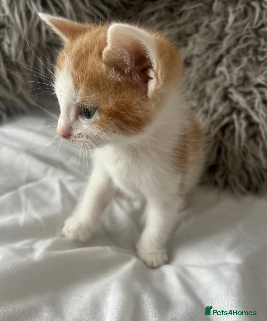 Mixed Breed cats for sale: Persian mix ragdoll - Image 2