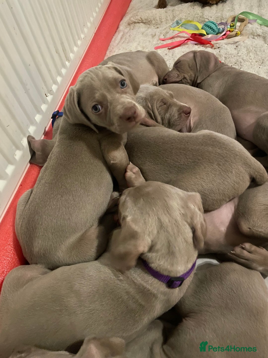 Weimaraner dogs for sale: KC registered Silver puppies - Advert 1