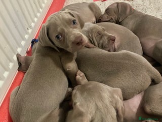 Weimaraner dogs KC registered Silver puppies - Advert 9