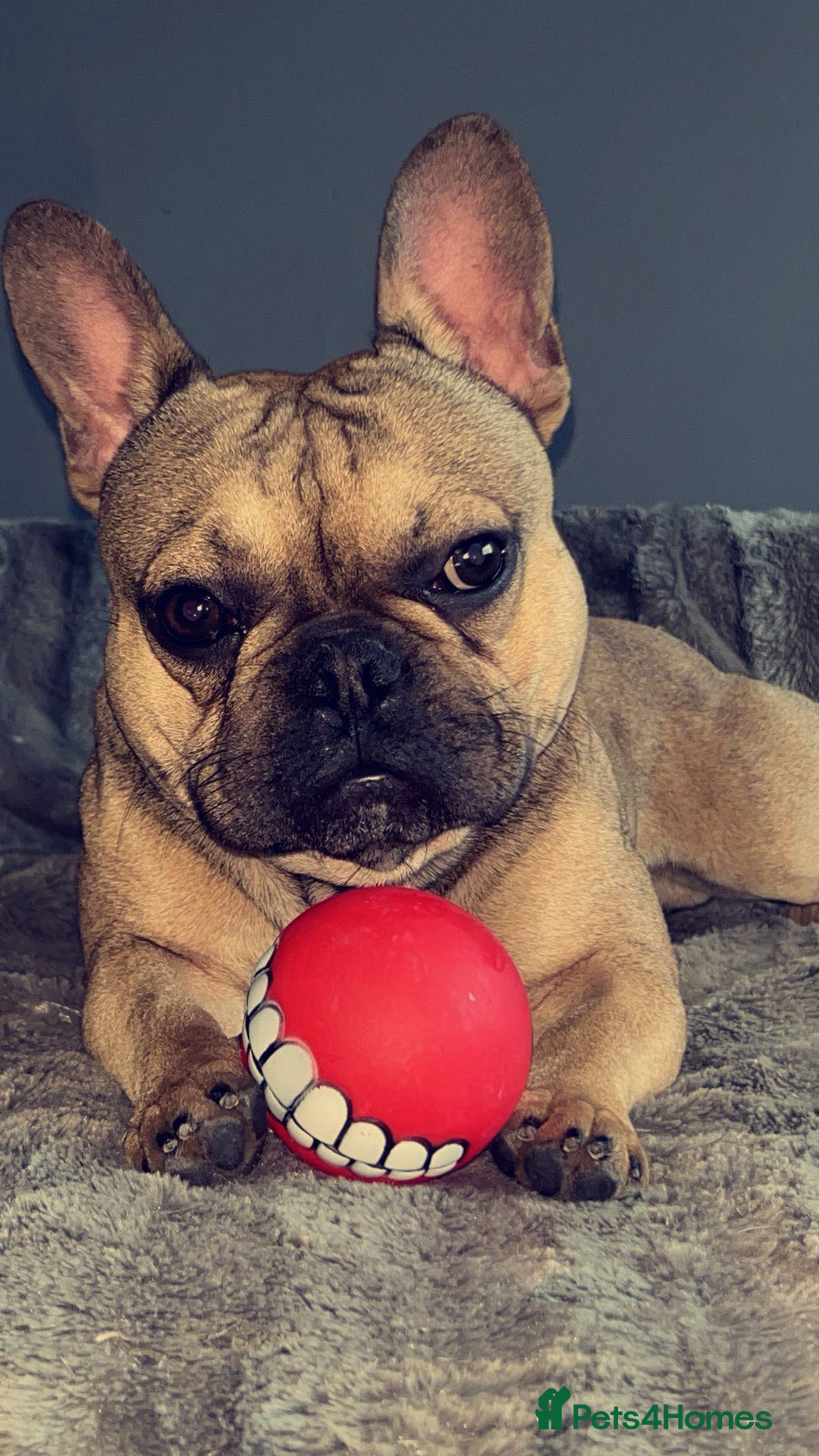 French Bulldog dogs for sale: Rocky  - Image 4