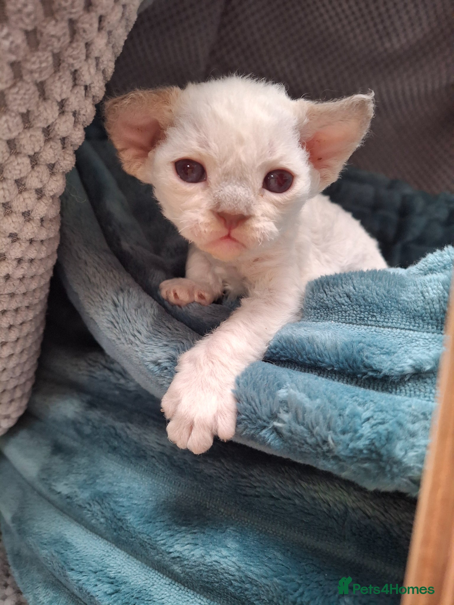 Devon Rex cats Devon Rex Kittens – FIFe Registered Pedigree - Advert 3