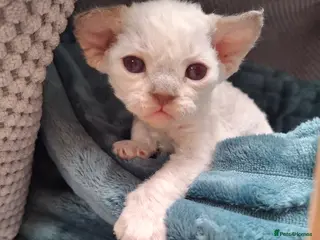 Devon Rex cats Devon Rex Kittens – FIFe Registered Pedigree - Advert 3