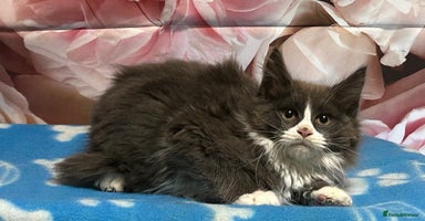 Maine Coon cats TICA Registered Maine Coon Kittens.  READY NOW  - Advert 14