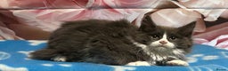 Maine Coon cats for sale: TICA Registered Maine Coon Kittens.  READY NOW  - Advert 3