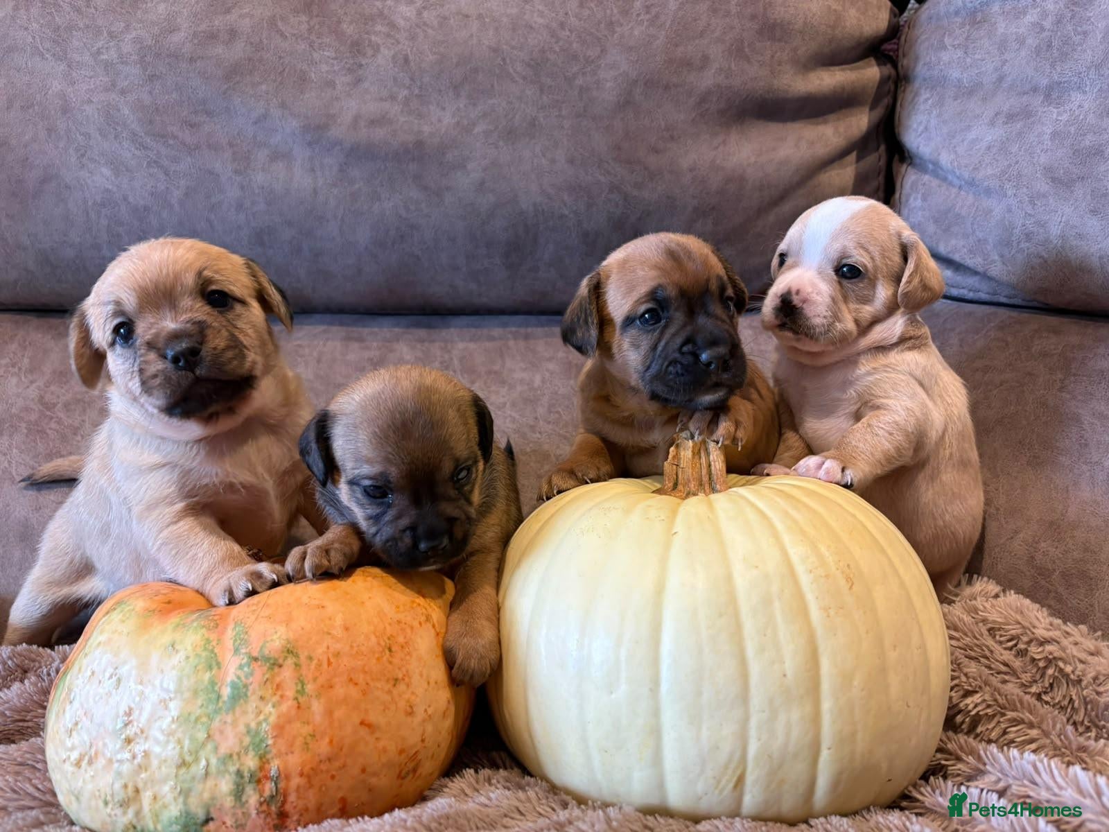 Mixed Breed dogs French bulldog X Cavapoo - Advert 1