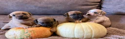 Mixed Breed dogs for sale: French bulldog X Cavapoo - Advert 1