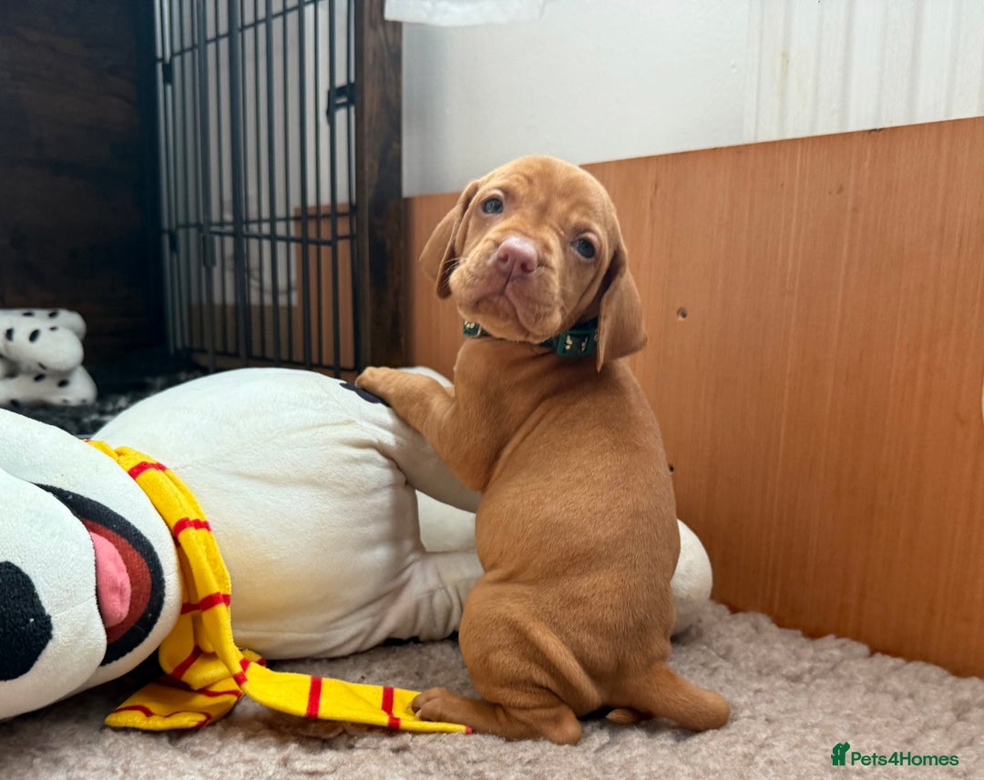 Hungarian Vizsla dogs for sale: Hungarian Vizsla - Image 7