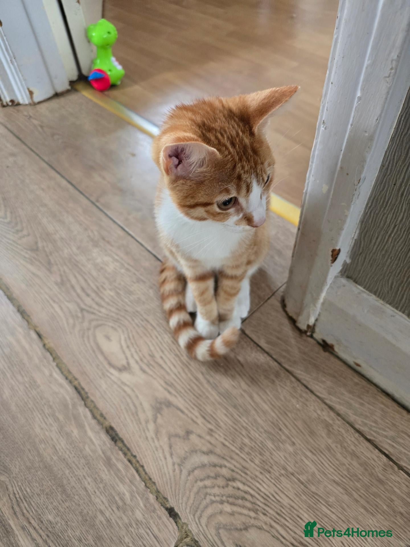 British Shorthair cats Ginger tabby kitten - Advert 6