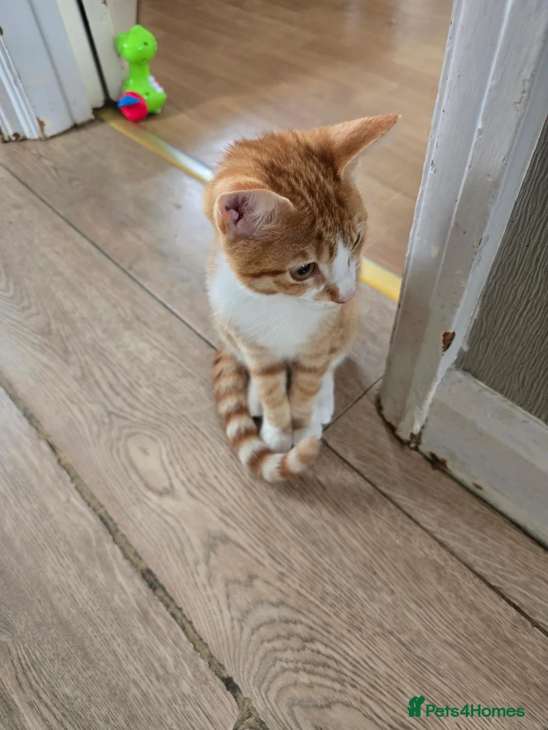 British Shorthair cats for sale: Ginger tabby kitten - Advert 1