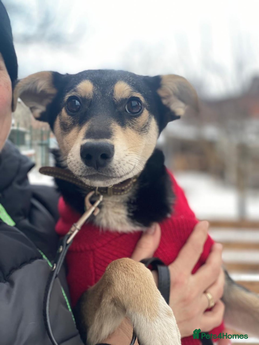 Mixed Breed dogs for adoption: ❤️ZITA&GITA❤️ – Together or Separately - Advert 4