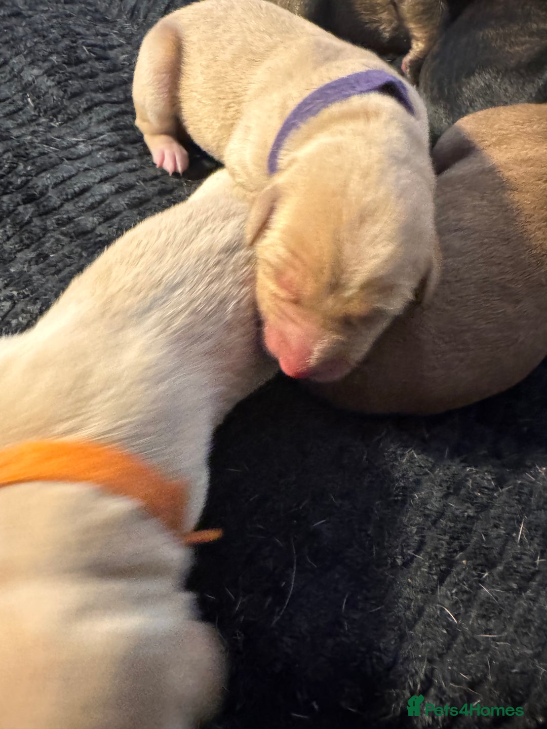 Mixed Breed dogs for sale: Belgian Malinois crosses - Image 12