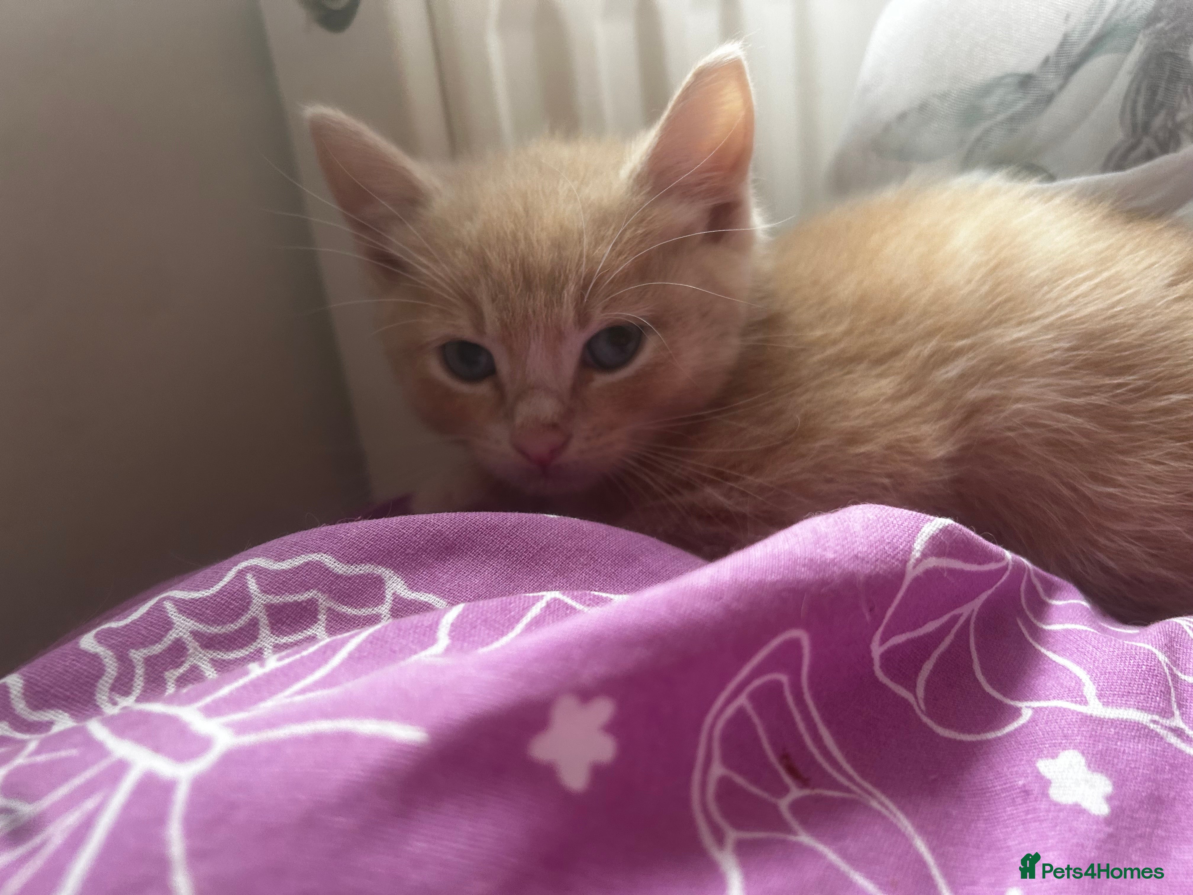 Mixed Breed cats Ragdoll mix  - Advert 6