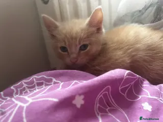 Mixed Breed cats Ragdoll mix - Advert 6