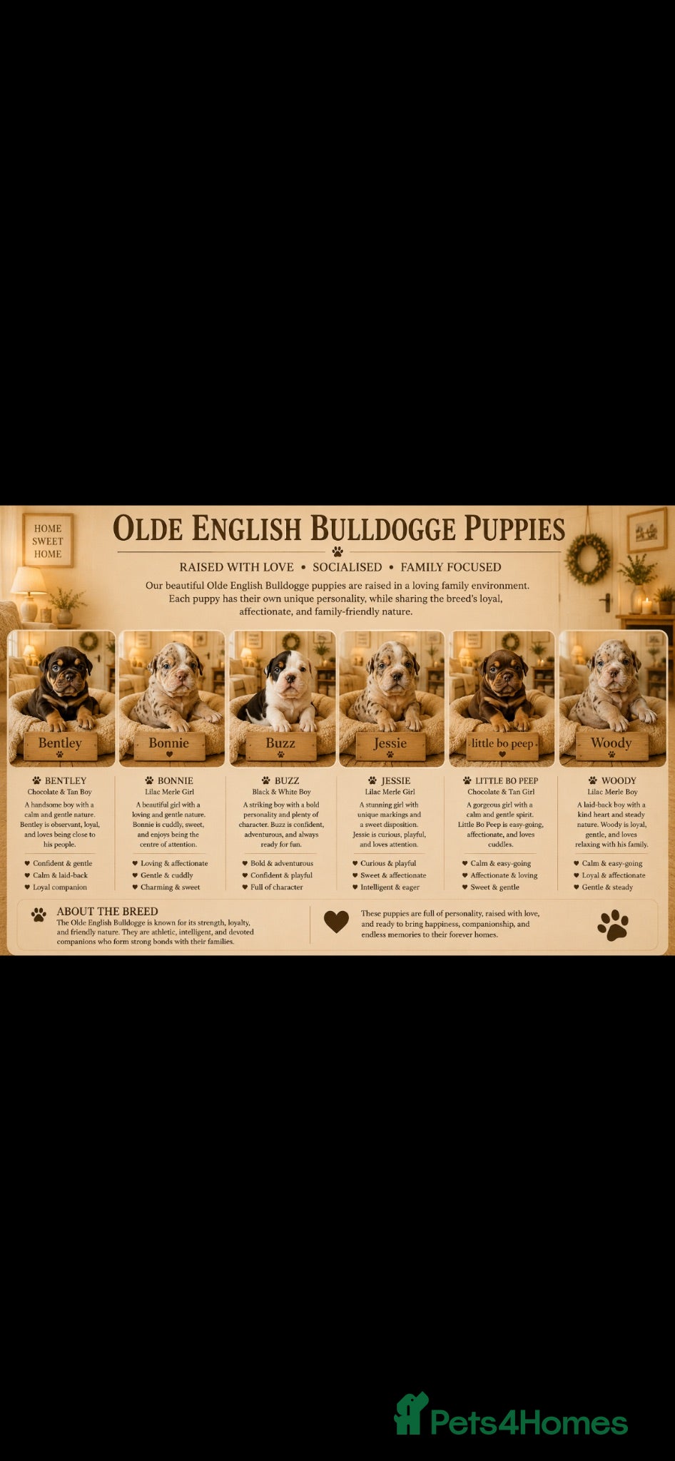 Dorset Olde Tyme Bulldogge dogs ⭐️Beautiful olde English bulldog puppies ⭐️ - Advert 2