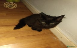 British Longhair cats for sale: 3 kittens for sale, preferably together - Image 6
