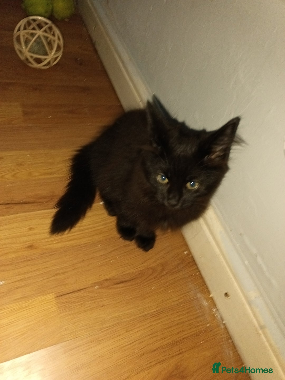 British Longhair cats for sale: 3 kittens for sale, preferably together - Image 6