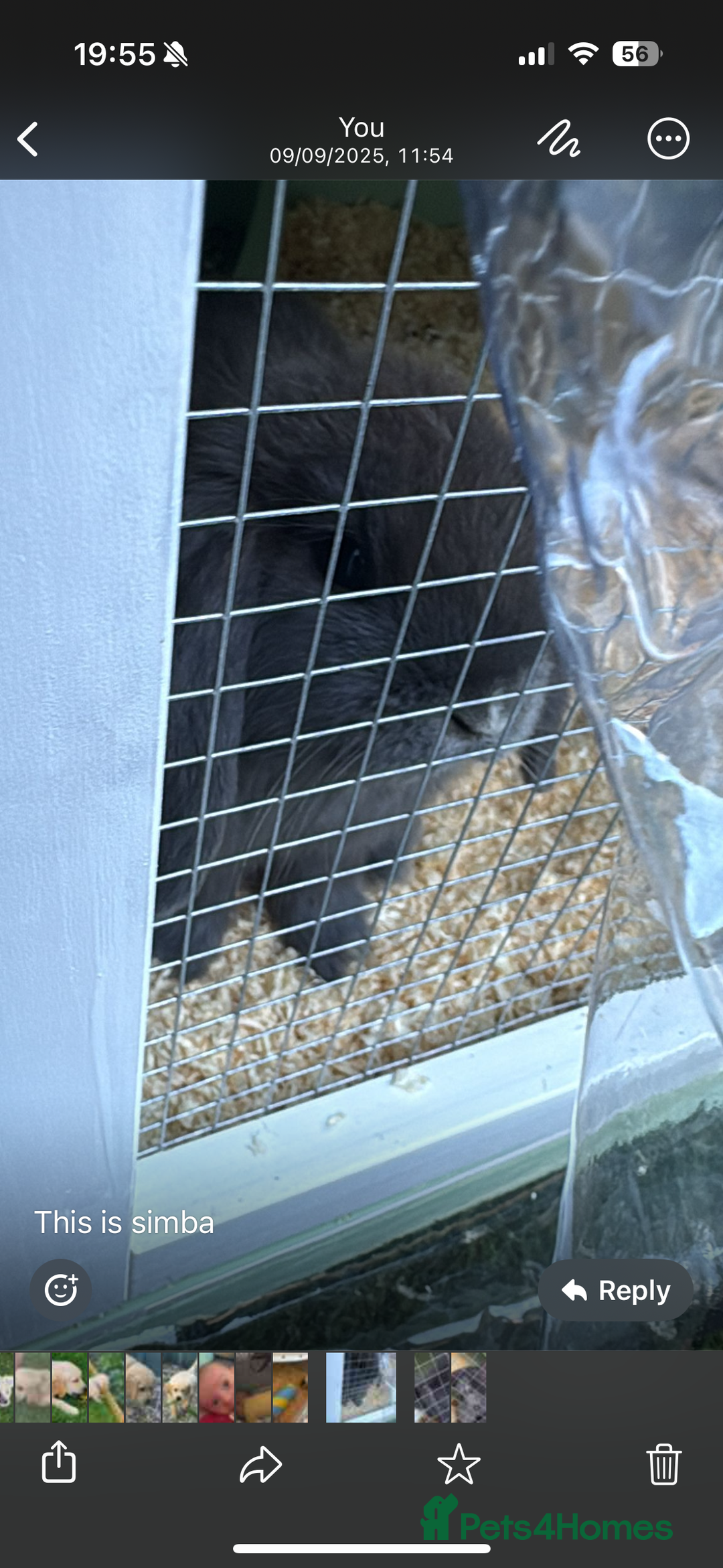 Mini Lop rabbits for sale: 2 mini lops  - Advert 5