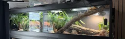 Bearded Dragon reptiles for sale: Bearded dragon - Advert 4