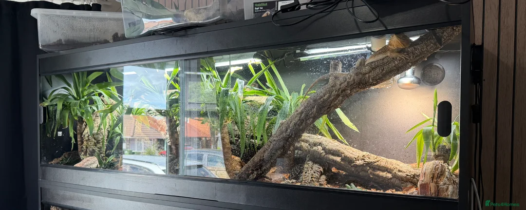 Bearded Dragon reptiles for sale: Bearded dragon - Advert 4