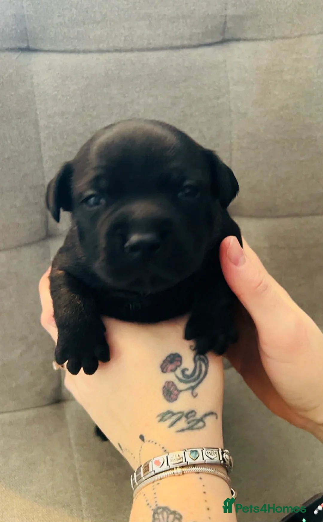 Staffordshire Bull Terrier dogs for sale: Staffordshire bull terrier pups  - Advert 8