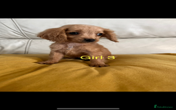 Cockapoo dogs for sale: Cockapoo puppies  - Image 3