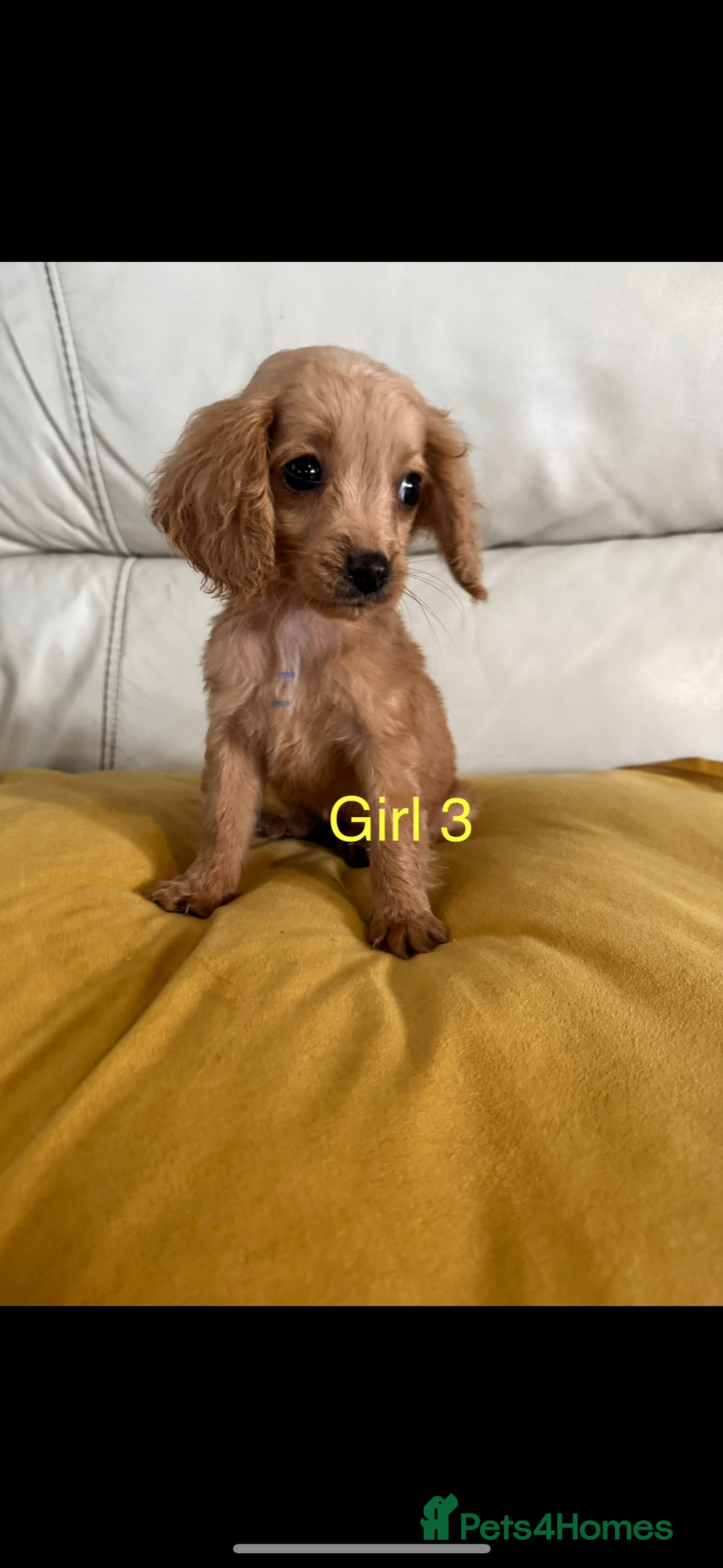 Cockapoo dogs for sale: Cockapoo puppies  - Image 3