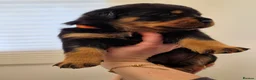 Rottweiler dogs for sale: Beautiful KC Rottweiler puppies. 2 boys, 4 girls in Brierley Hill - Advert 28