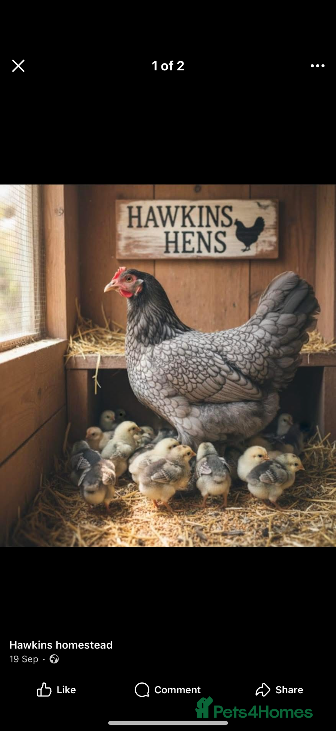 Chickens poultry for sale: Hatching eggs available. One day old chick -pol - Advert 1