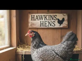 Chickens poultry Hatching eggs available. One day old chick -pol - Advert 1