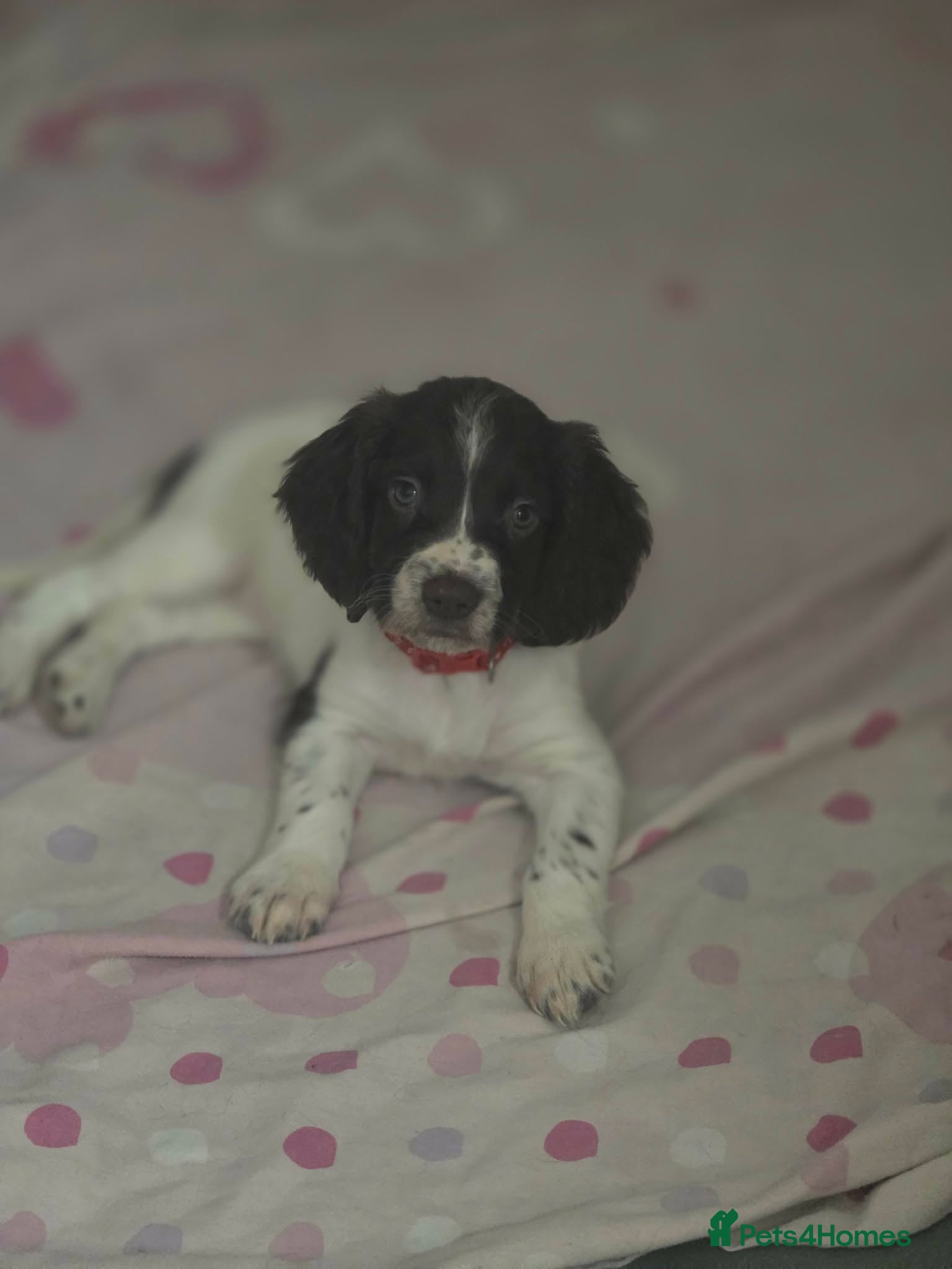 English Springer Spaniel dogs English Springer Spaniel Puppies  - Advert 2