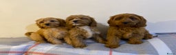Cavapoo dogs for sale: Beautiful Cavapoo Puppies Available  - Advert 4
