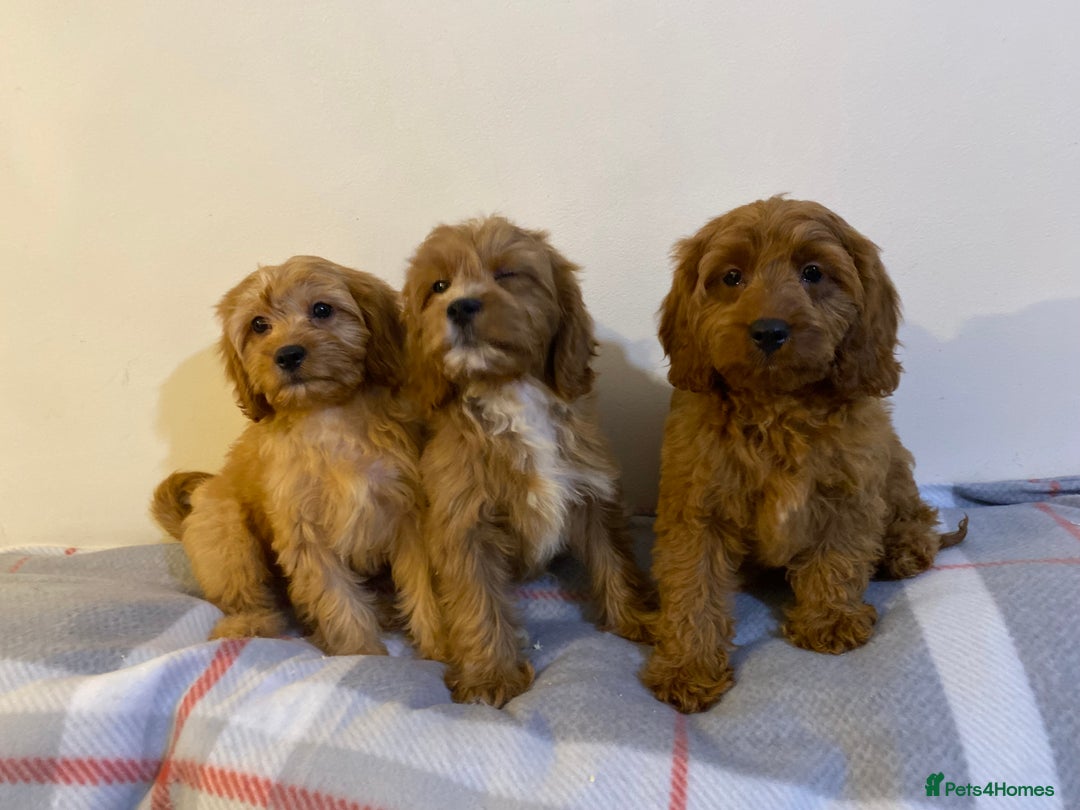 Cavapoo dogs for sale: Beautiful Cavapoo Puppies Available  - Advert 4