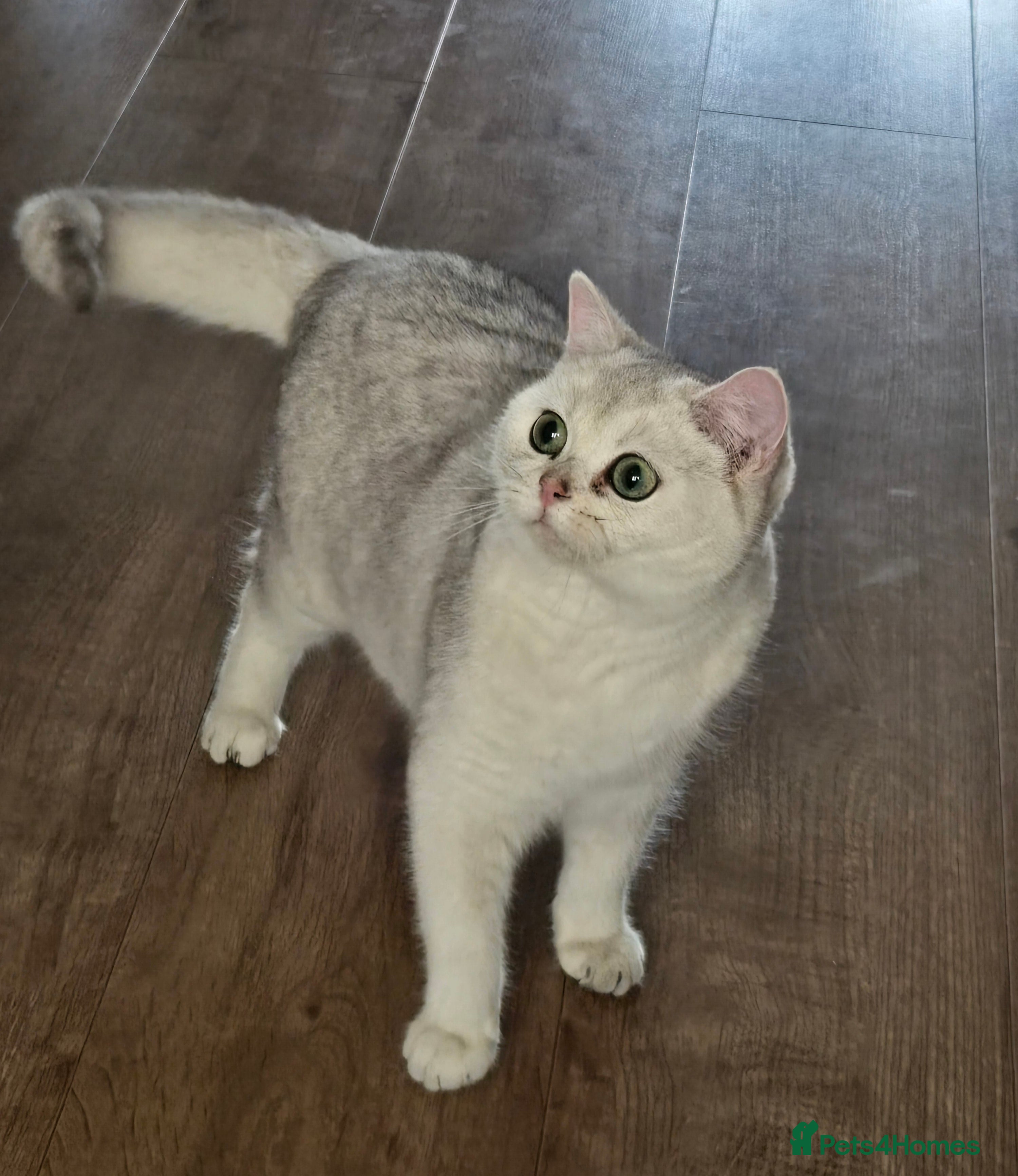 British Shorthair cats Only Alaskian Ice now available  - Advert 10
