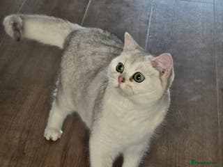 British Shorthair cats Only Alaskian Ice now available - Advert 10