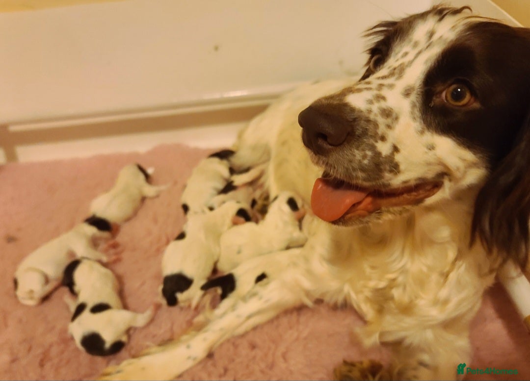 Cockapoo dogs for sale: F1 cockapoos. DNA Health Tested. Chocolate Parti - Advert 7