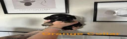Cocker Spaniel dogs for sale: Stunning Cocker Spaniel Puppies in Peterhead - Advert 11