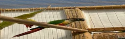 Conures birds for sale: Conure - Advert 4